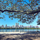 Image for article titled A Politician Would Like New York Trees to Have Their Own Email Addresses